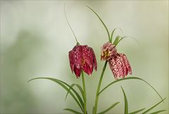 Fritillaria meleagris - Schachbrettblume...