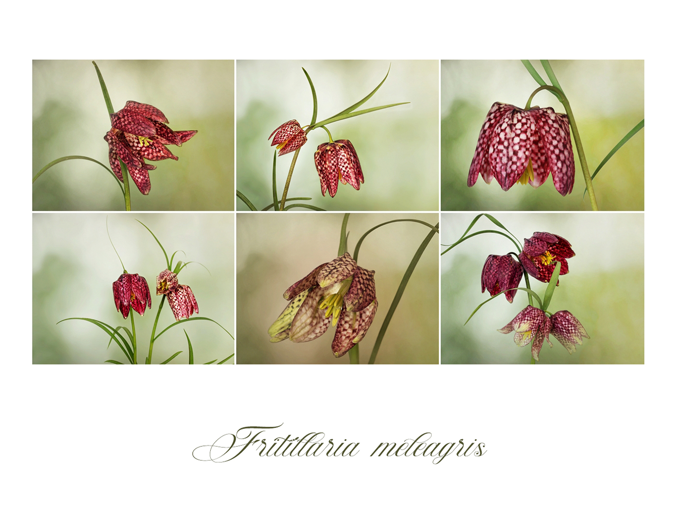 Fritillaria meleagris - Schachbrettblume....