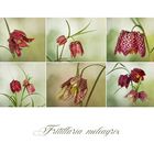 Fritillaria meleagris - Schachbrettblume....