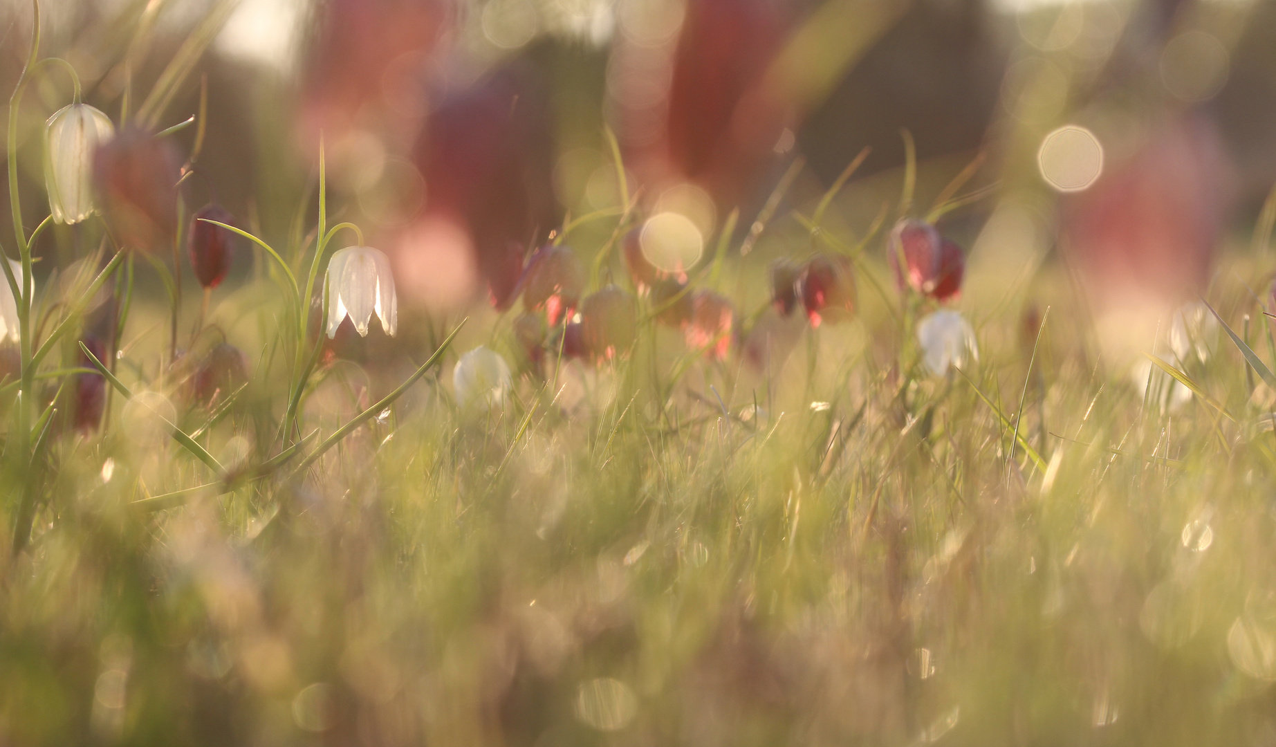  Fritillaria meleagris - Schachbrettblumen...