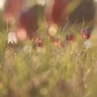  Fritillaria meleagris - Schachbrettblumen...