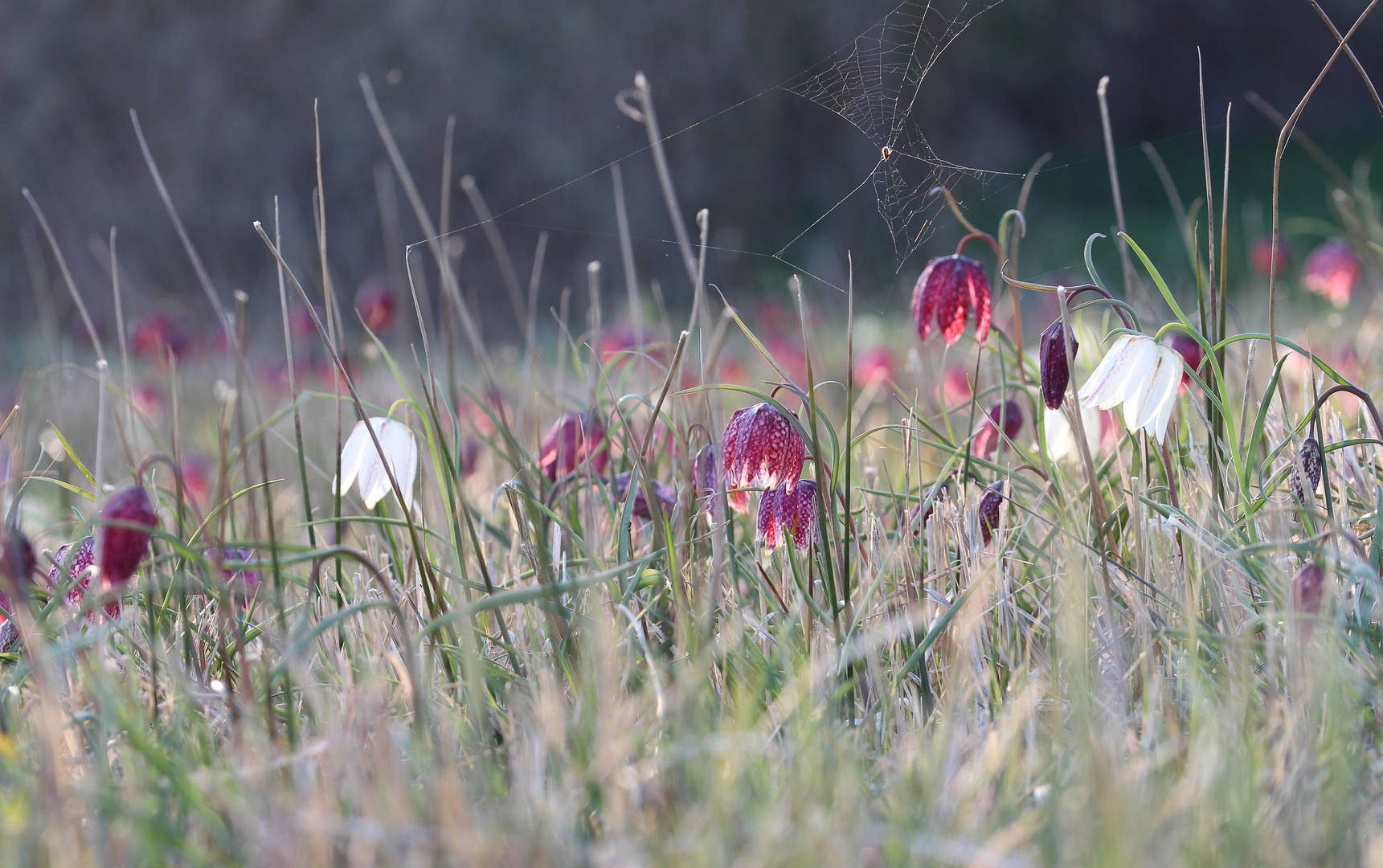 Fritillaria meleagris - Schachbrettblumen...