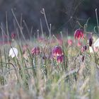 Fritillaria meleagris - Schachbrettblumen...