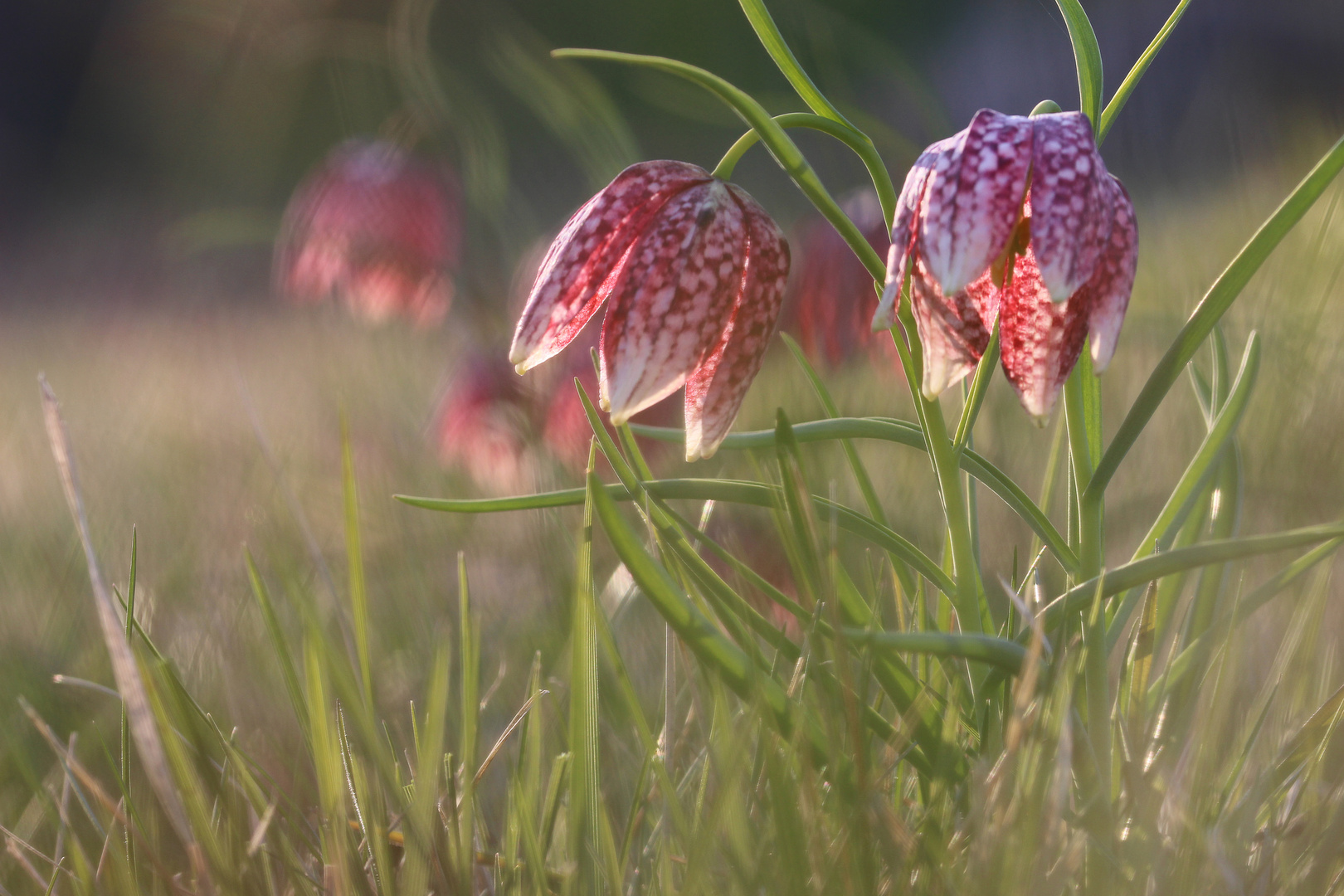 Fritillaria meleagris - Schachbrettblumen...