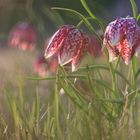 Fritillaria meleagris - Schachbrettblumen...