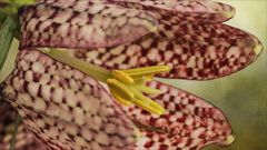 Fritillaria meleagris - zart gemustert....