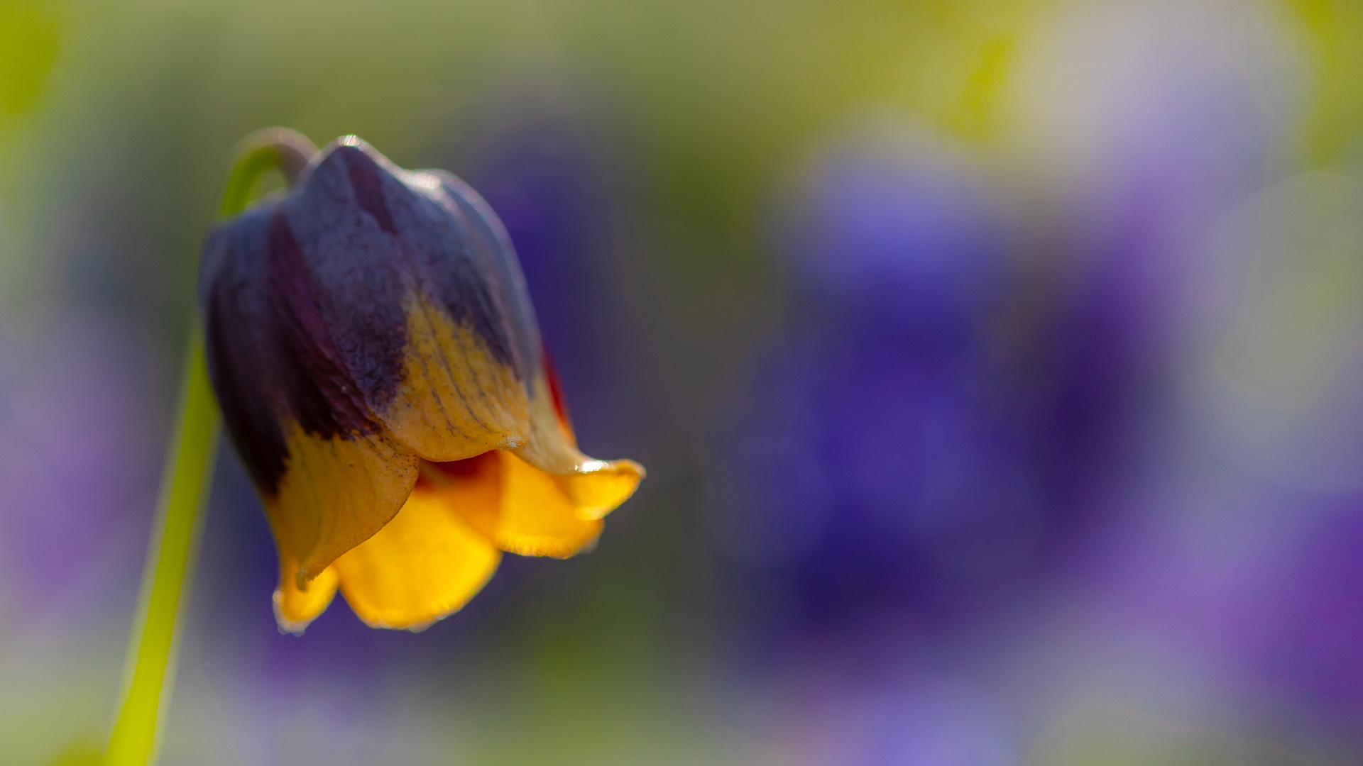 Fritillaria Michailovskyi