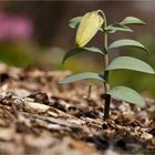 Fritillaria Pallidiflora....