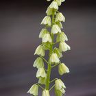 fritillaria persica