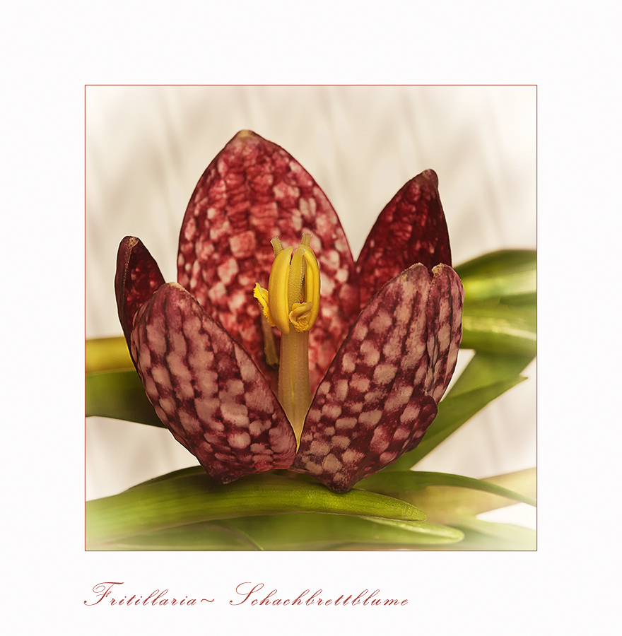 Fritillaria - Schachbrettblume - Kiebitzei.....