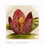 Fritillaria - Schachbrettblume - Kiebitzei.....