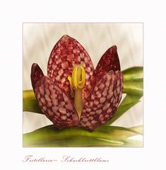 Fritillaria - Schachbrettblume - Kiebitzei.....