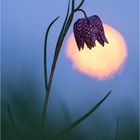 Fritillaria vor Vollmond