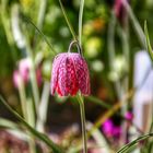 Fritillaria_meleagris