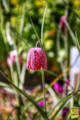 Fritillaria_meleagris