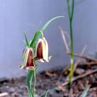 Fritillarien (Schachblumen)