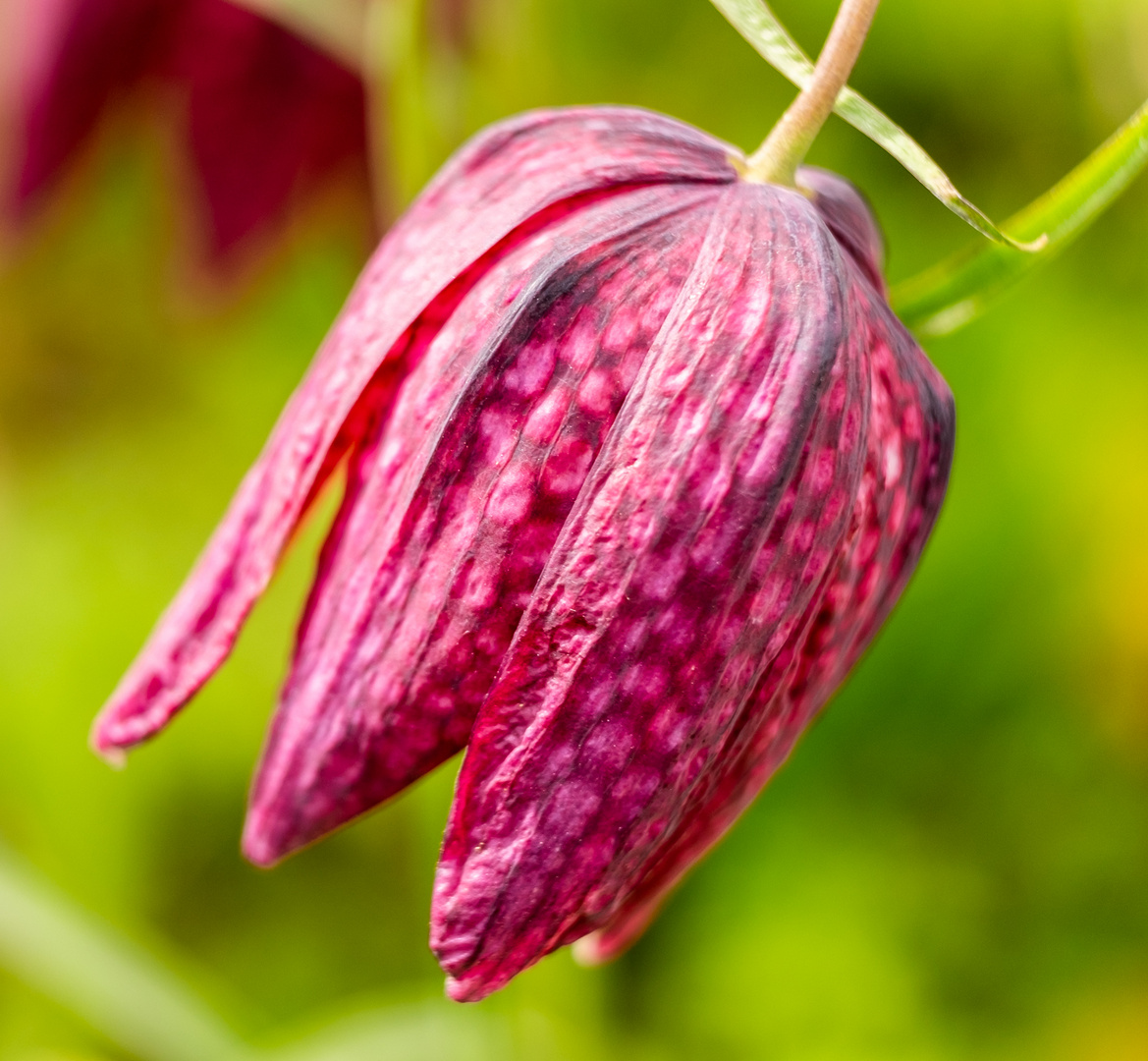 "Fritillary"