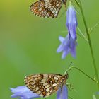 Fritillary II