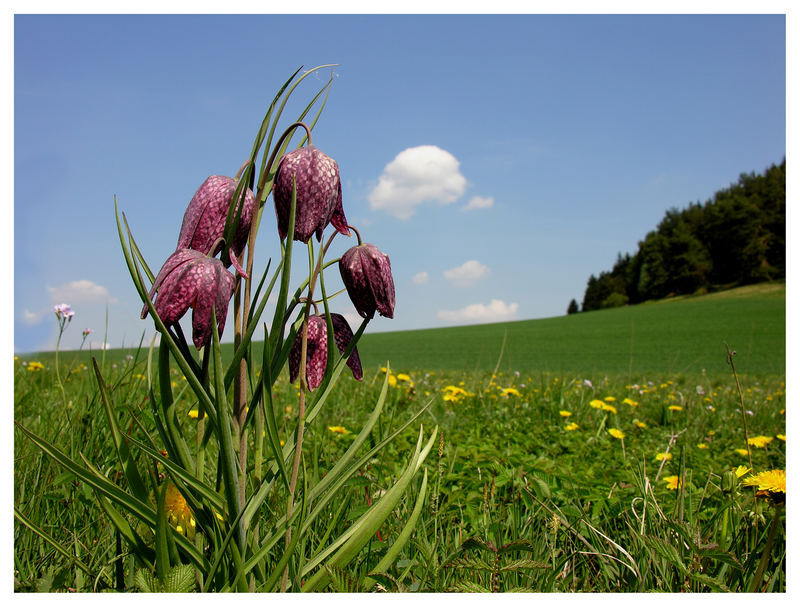 Frittilaria (Liliengewächs) Foto & Bild pflanzen, pilze & flechten
