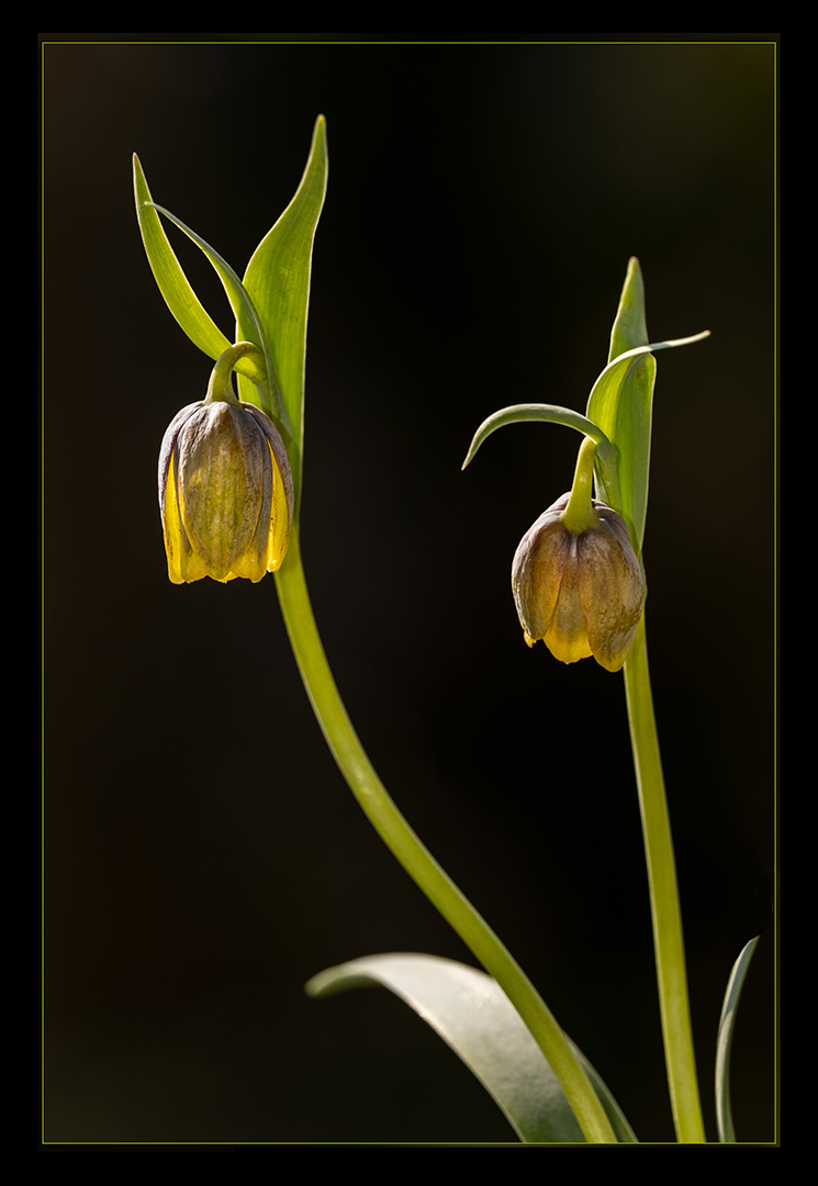 Frittillaria Michailovsky