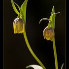 Frittillaria Michailovsky