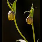 Frittillaria Michailovsky