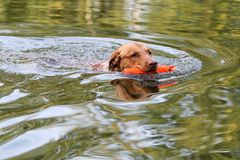 Fritz bei der Wasserarbeit