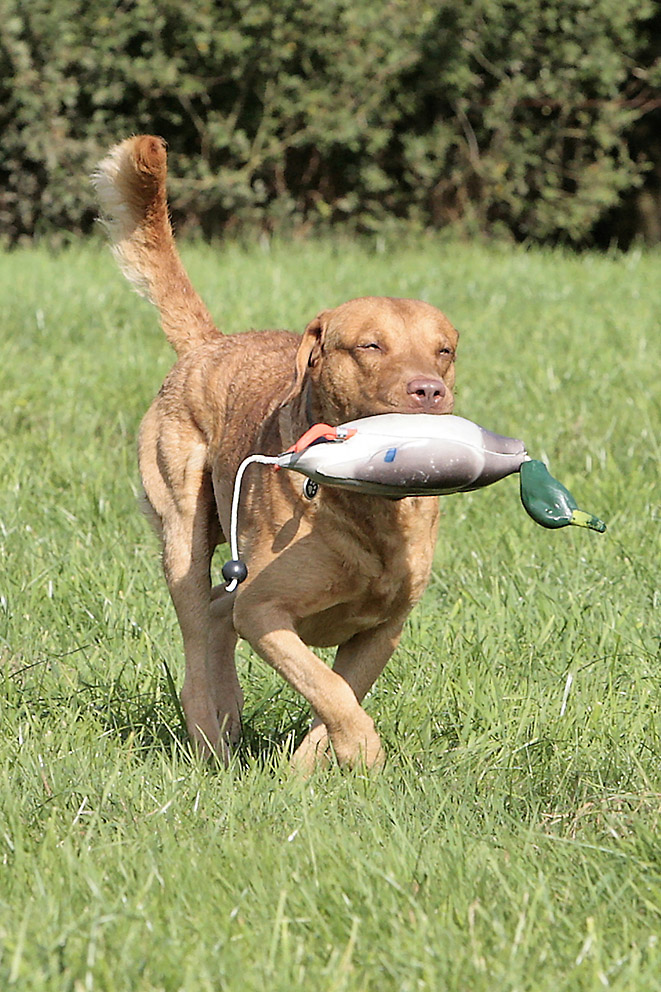 Fritz beim Apporttraining