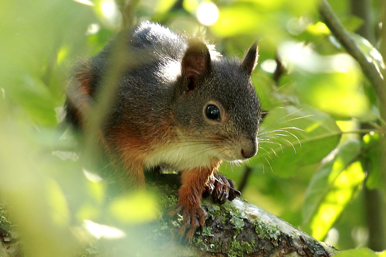 Fritz, das Eichhörnchen 2