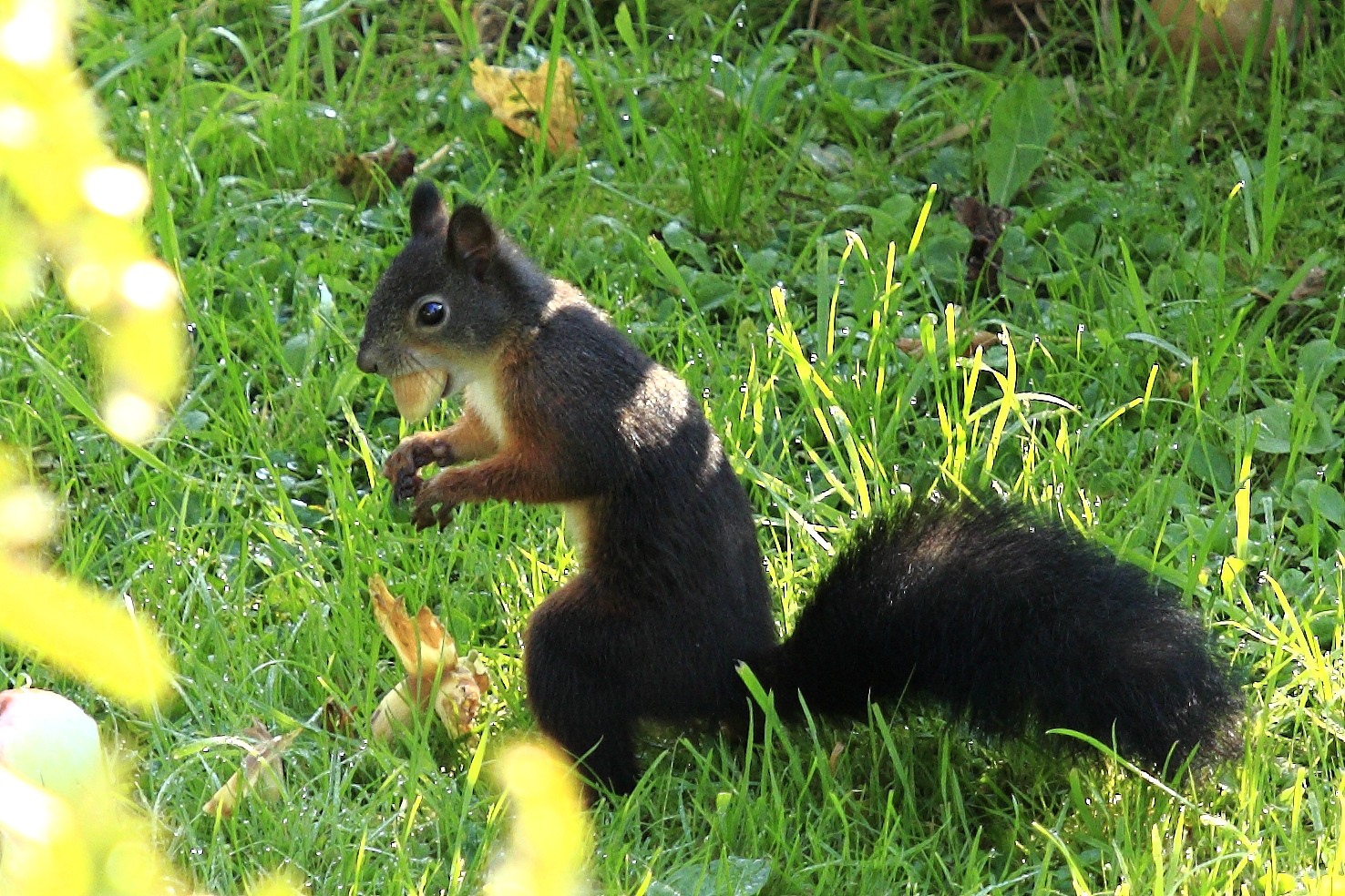 Fritz, das Eichhörnchen 3