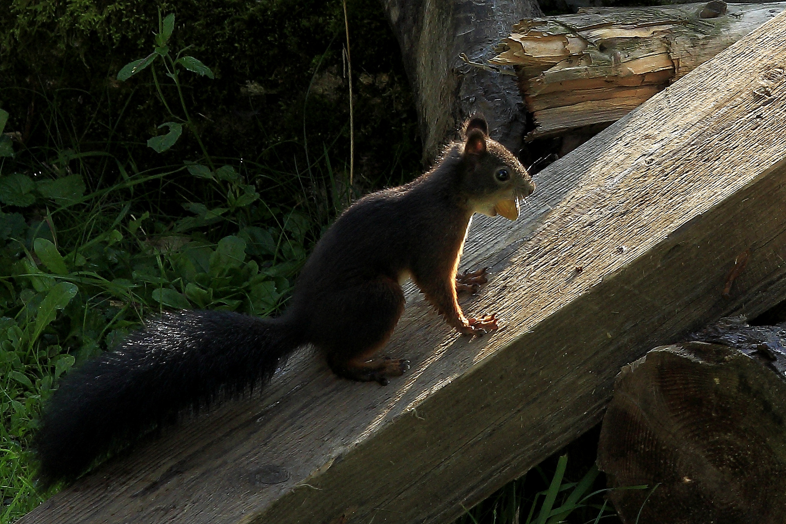 Fritz, das Eichhörnchen 4