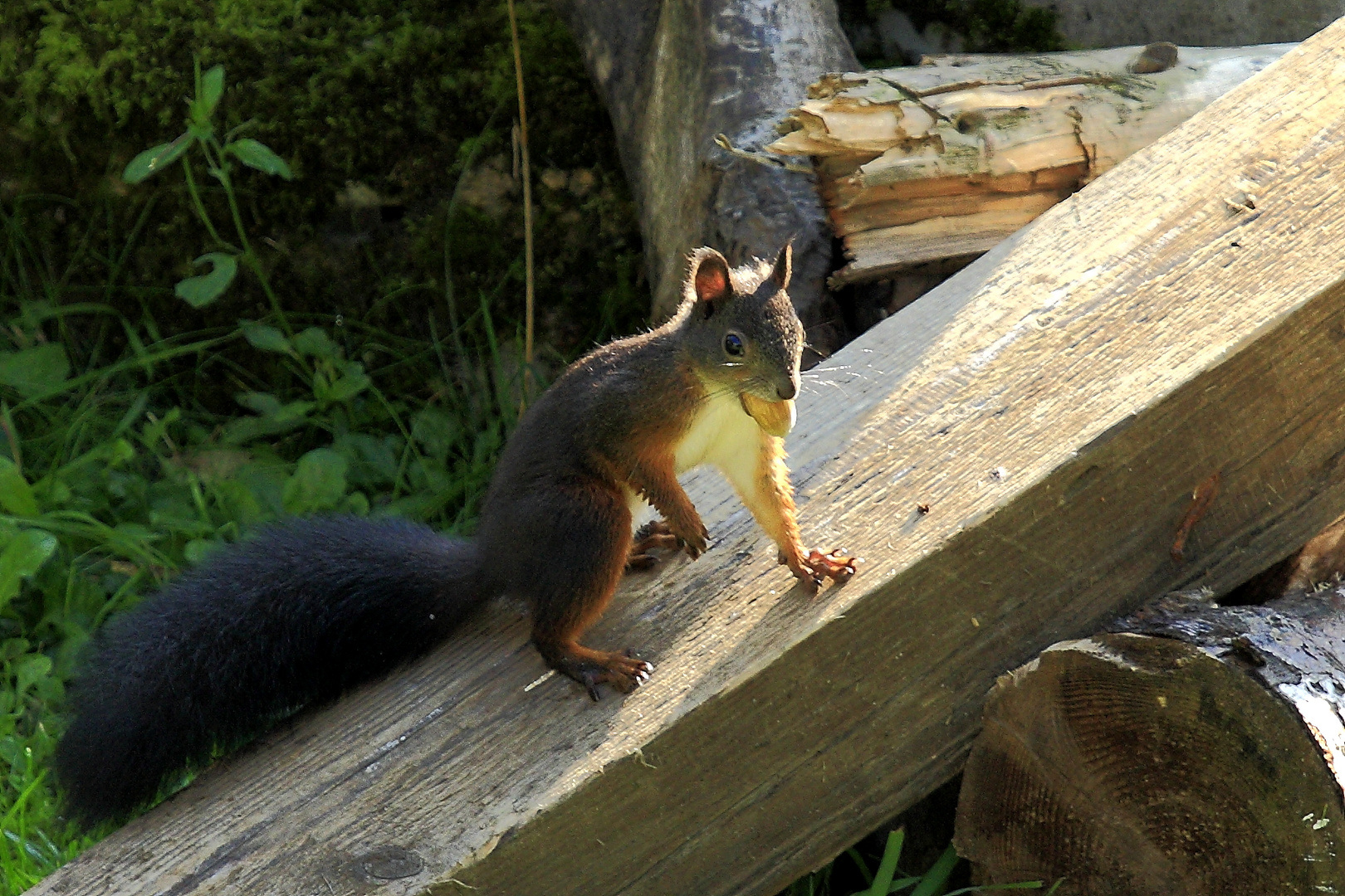 Fritz, das Eichhörnchen 5