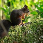 Fritz, das Eichhörnchen 6