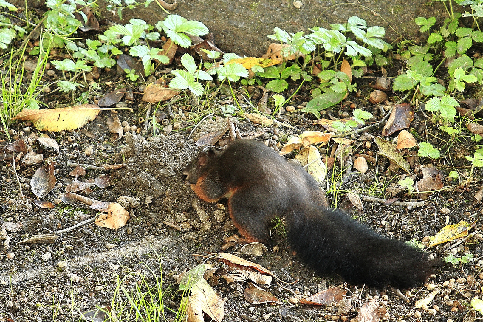 Fritz, das Eichhörnchen 7