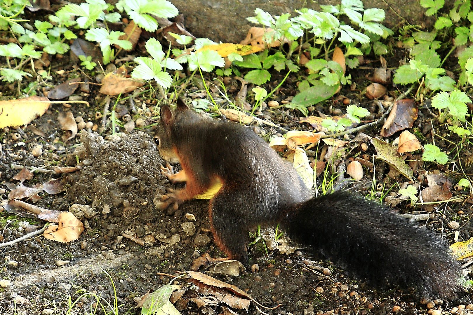 Fritz, das Eichhörnchen 8