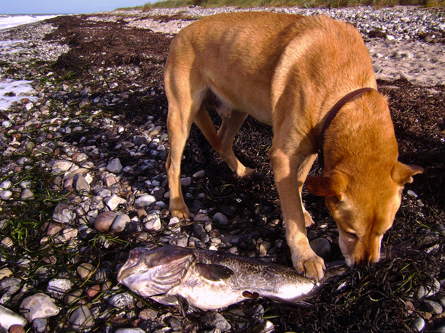 Fritz frißt frischen Fisch