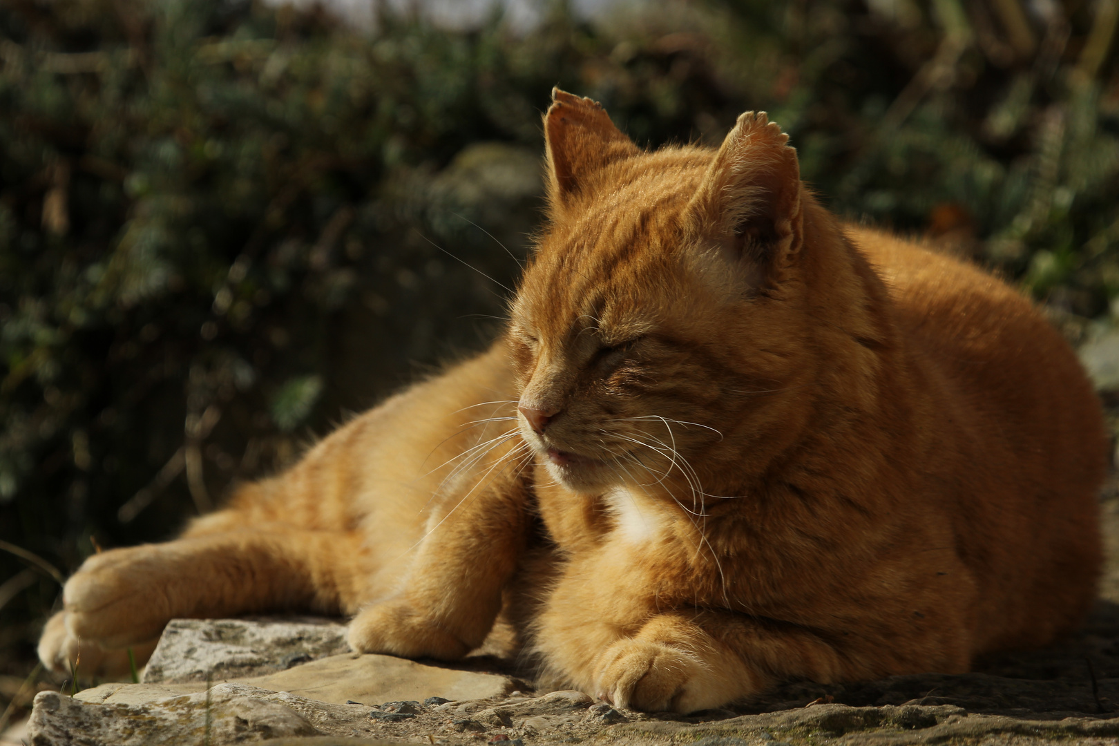 Fritz geniesst die Wärme der Sonne