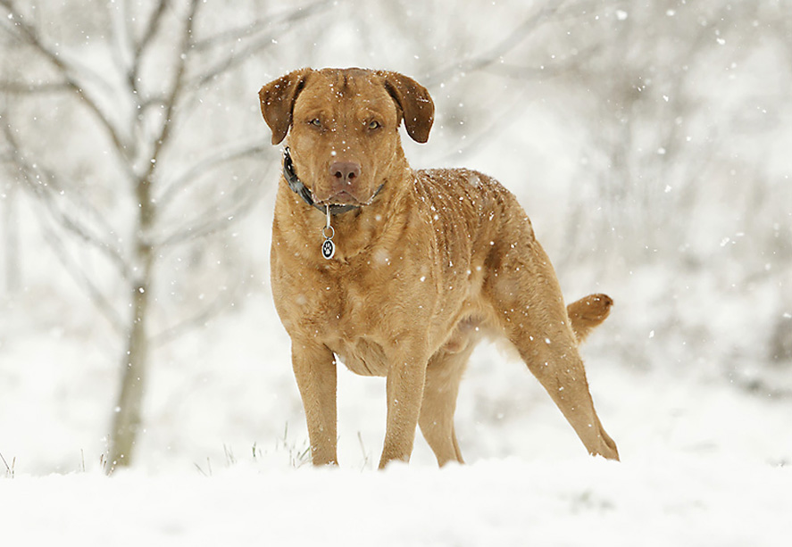 Fritz im Schnee