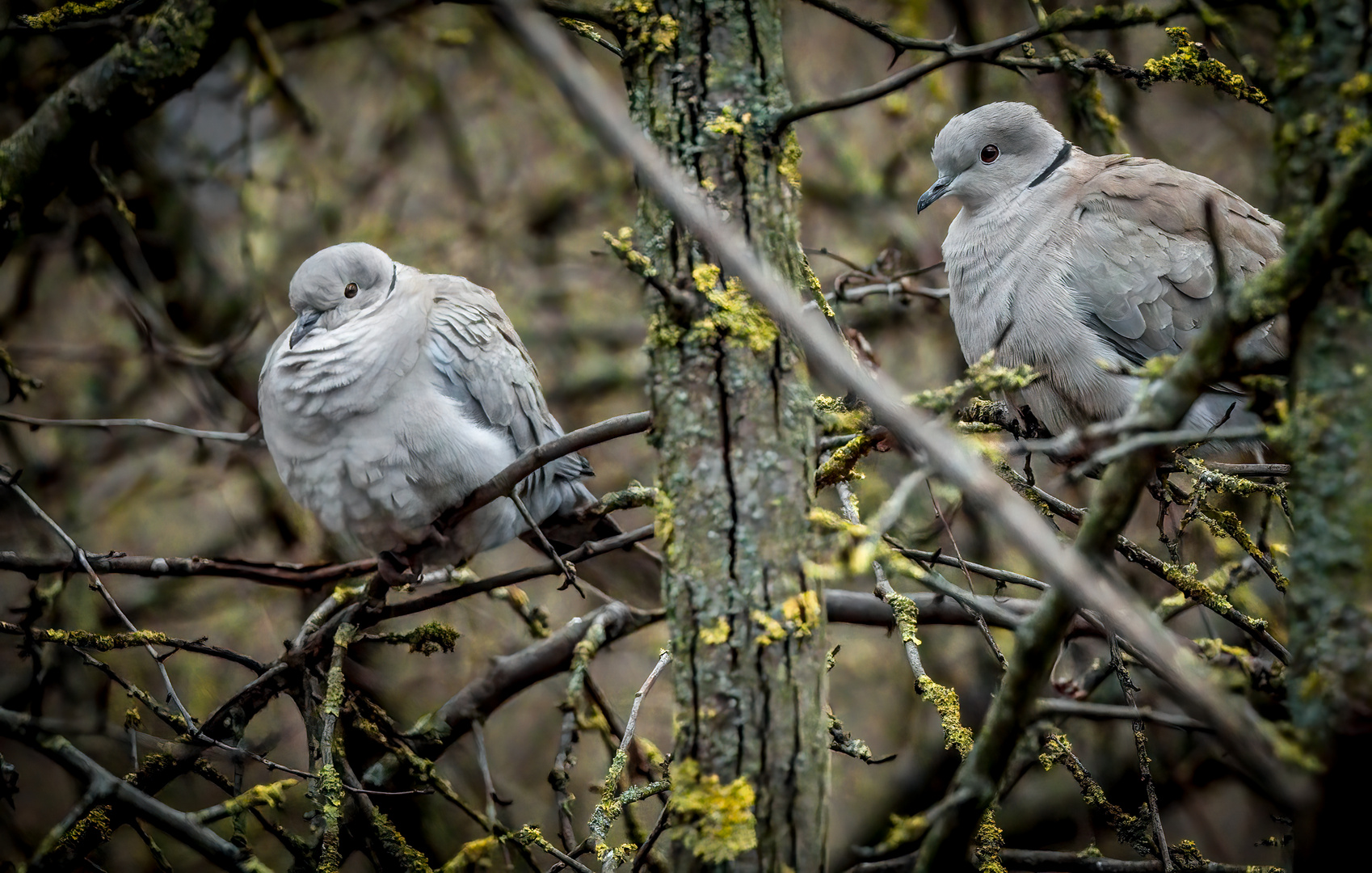 "Fritz (links), lass und doch nochmal in Ruhe darüber Reden (Schorsch, rechts)"