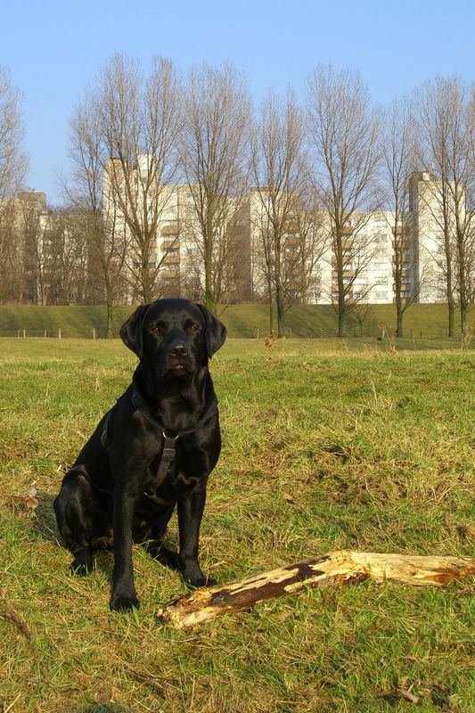 Fritz - mein Labrador