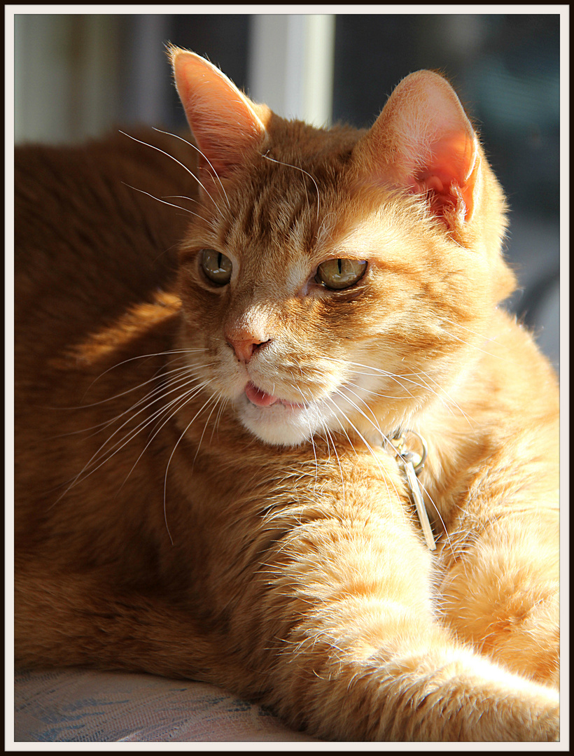 Fritz, my ginger cat