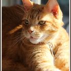 Fritz, my ginger cat