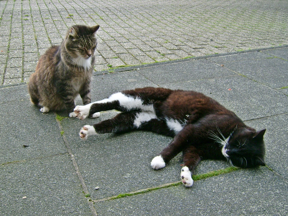 Fritz und Bonny,Mäusejäger.....