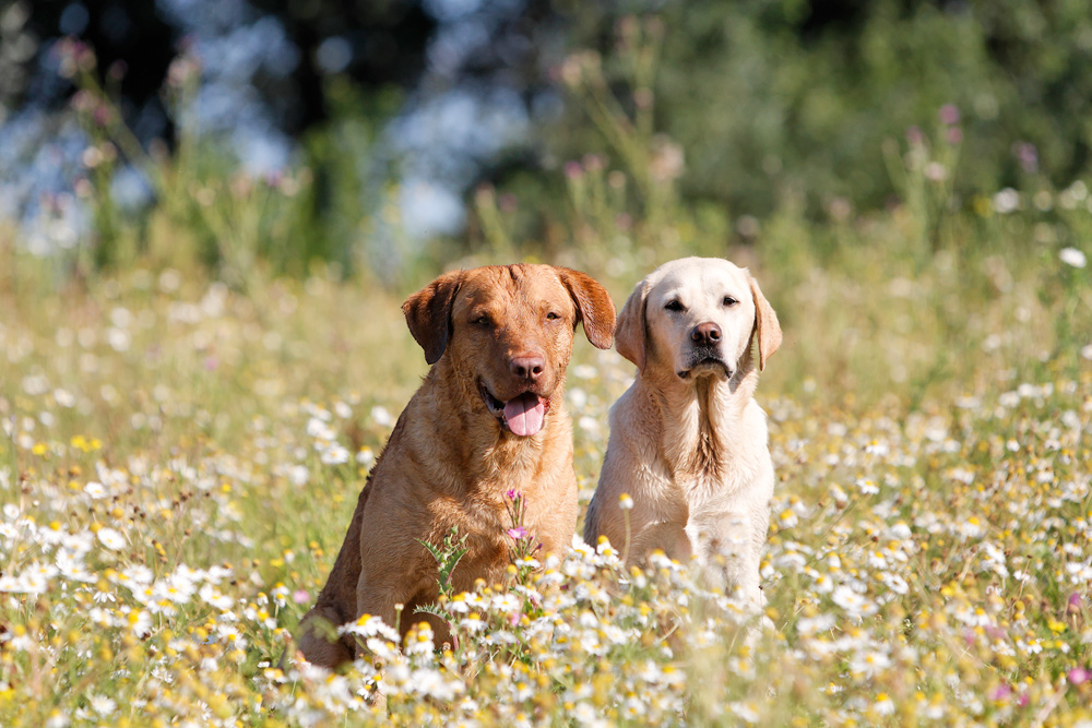 Fritz und LaoHu in der Kamille