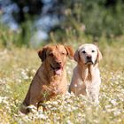 Fritz und LaoHu in der Kamille