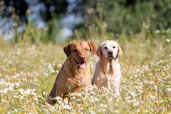 Fritz und LaoHu in der Kamille