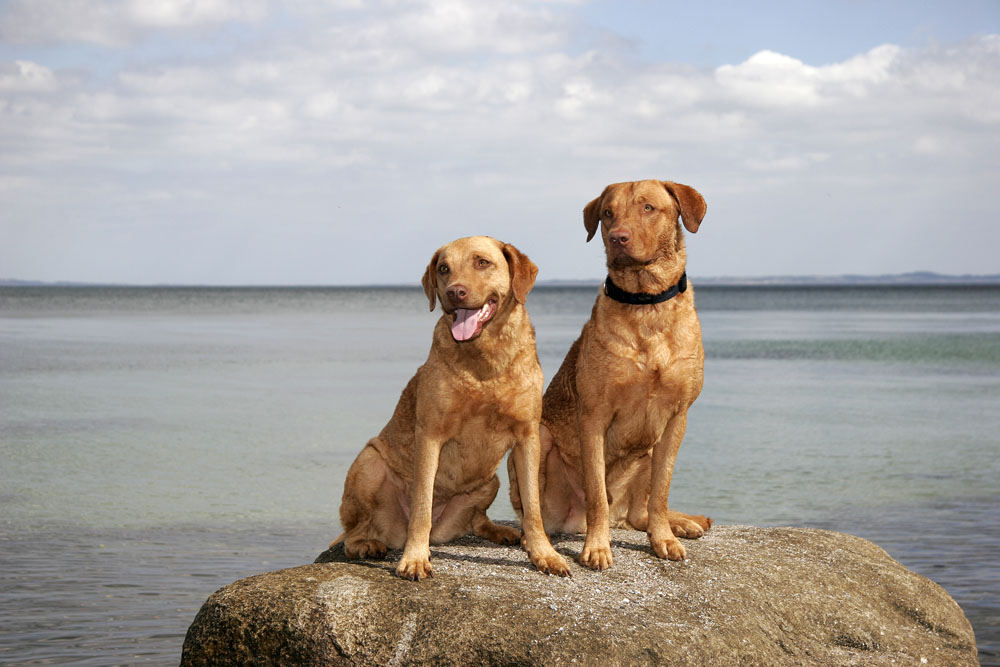 Fritz und seine Mutter Tessa - in Dänemark muß man doch auf einem Stein sitzen, oder?