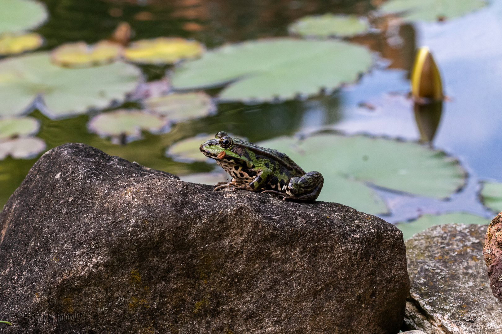 "Fritze" der Teichfrosch - zu Besuch in meinem Gartenteich