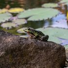 "Fritze" der Teichfrosch - zu Besuch in meinem Gartenteich