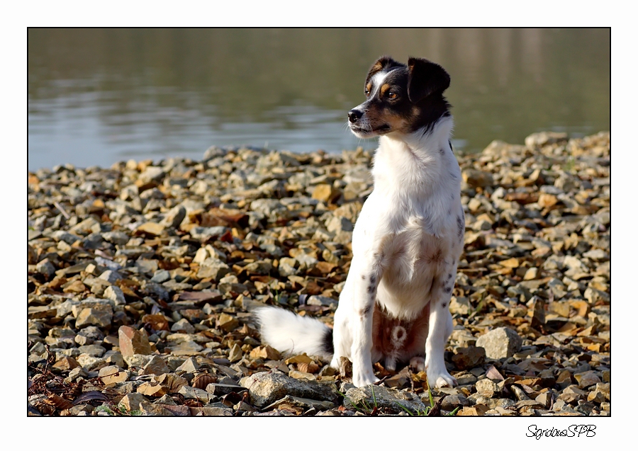 Fritzi als Model....bei uns an der Spree :-)